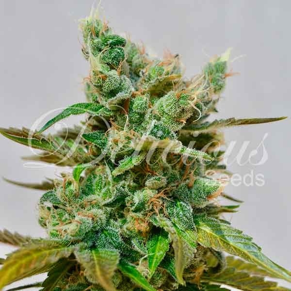 Honeybells Cannabis Seeds