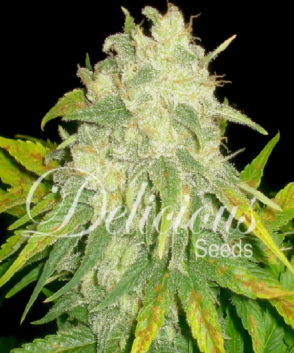 Il Diavolo Cannabis Seeds