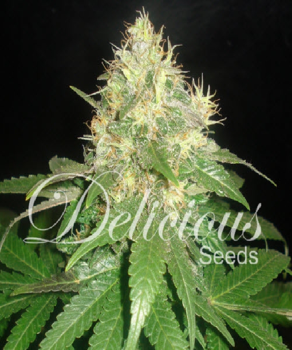 Northern Light Blue Cannabis Seeds