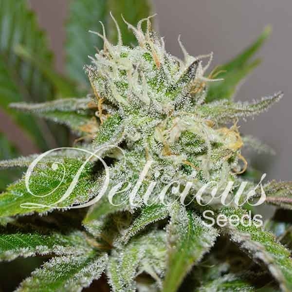 Original Juan Herer Cannabis Seeds