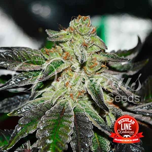 Original Juan Herer Regular Cannabis Seeds