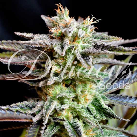 Sugar Black Rose Cannabis Seeds