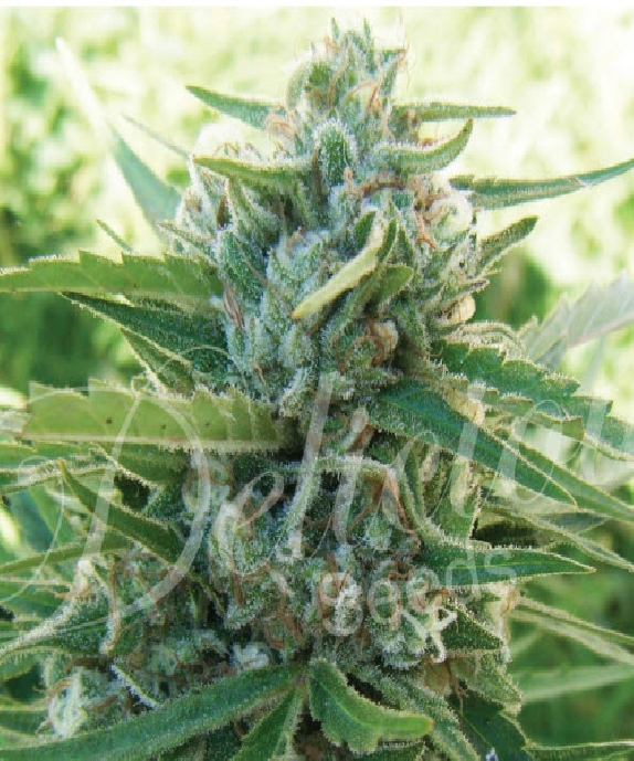 Caramelo Regular Cannabis Seeds