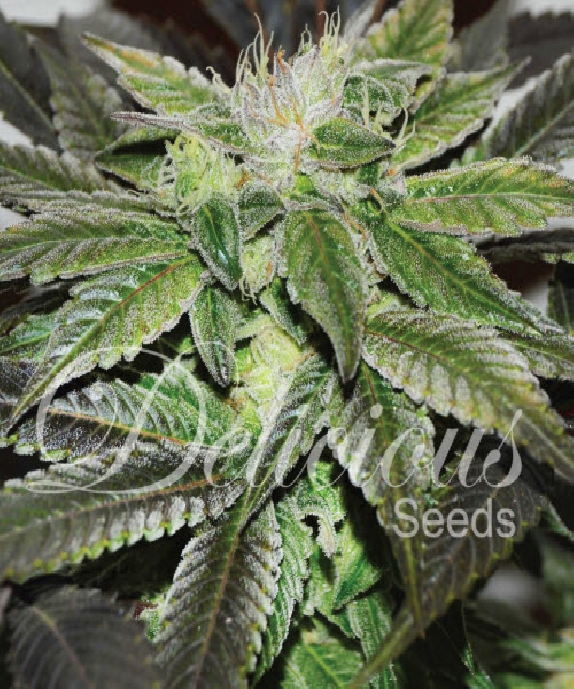 Sugar Candy Cannabis Seeds