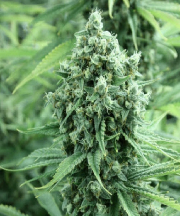 Casey Jones Cannabis Seeds