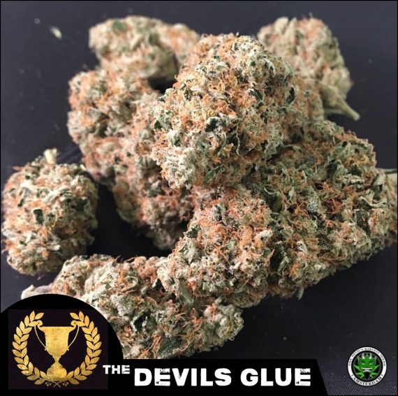 Devils Glue Cannabis Seeds