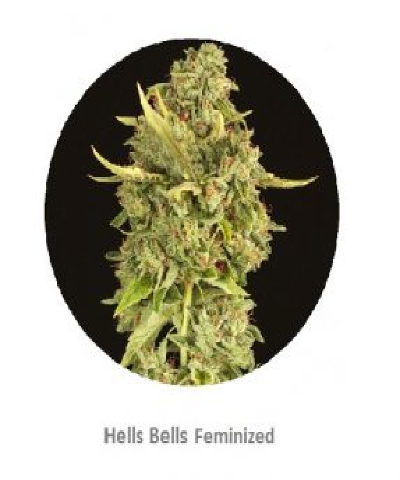 Hells Bells Cannabis Seeds