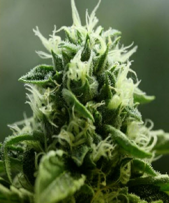 John Doe Cannabis Seeds