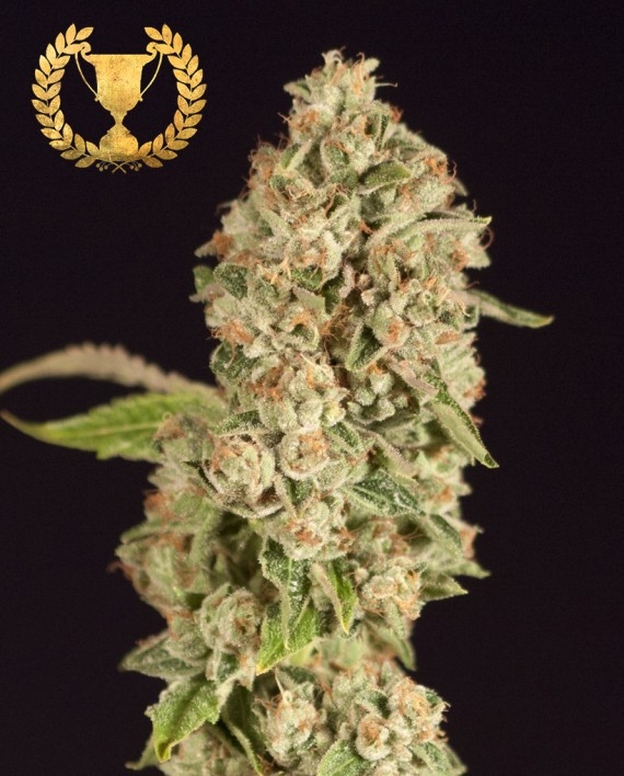 OG Reek'n Cannabis Seeds