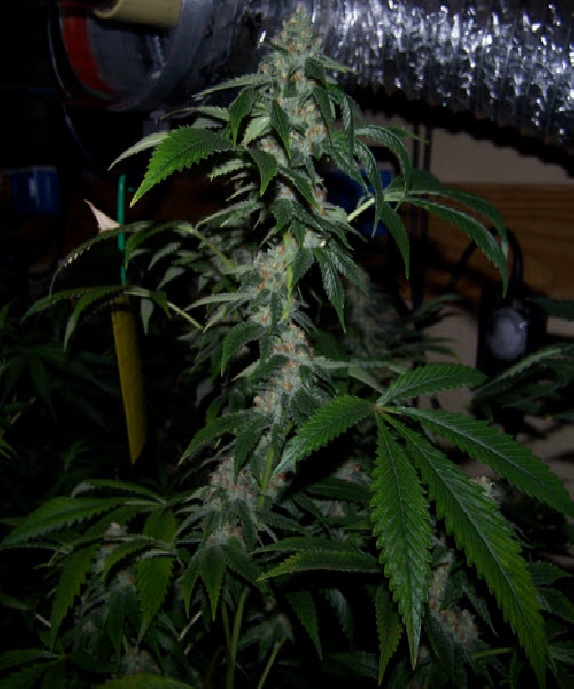 Strawberry Sour Diesel Cannabis Seeds