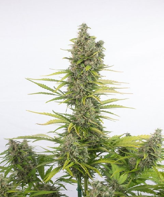 Amnesia CBD Auto Cannabis Seeds