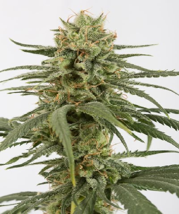Amnesia CBD Cannabis Seeds