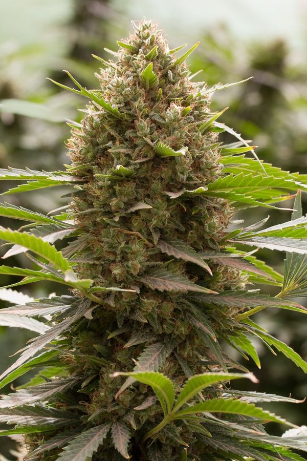 Amnesia Kush Cannabis Seeds