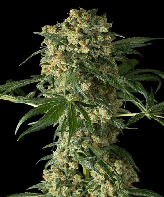 Big Kush Cannabis Seeds