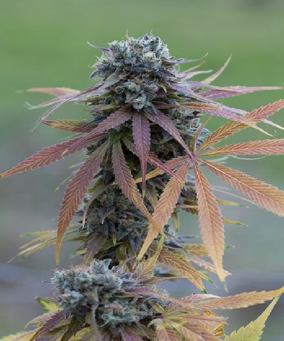 Blue Kush Autoflowering Cannabis Seeds