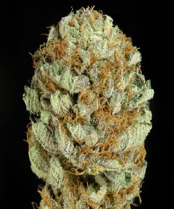Blue Kush Cannabis Seeds