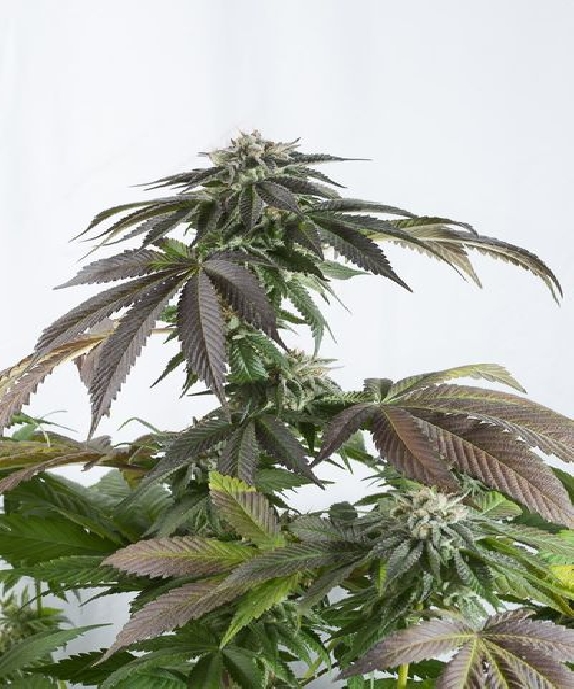 Bubba Kush CBD Cannabis Seeds