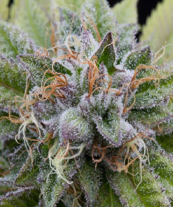 Bubba Kush Cannabis Seeds