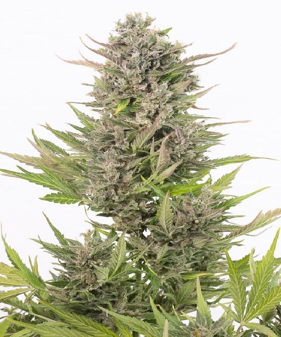 Critical + CBD Auto Cannabis Seeds