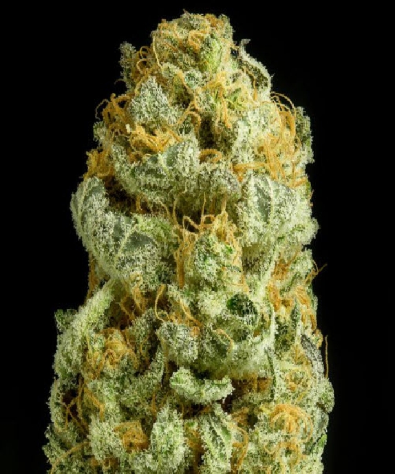 Critical Cheese Cannabis Seeds