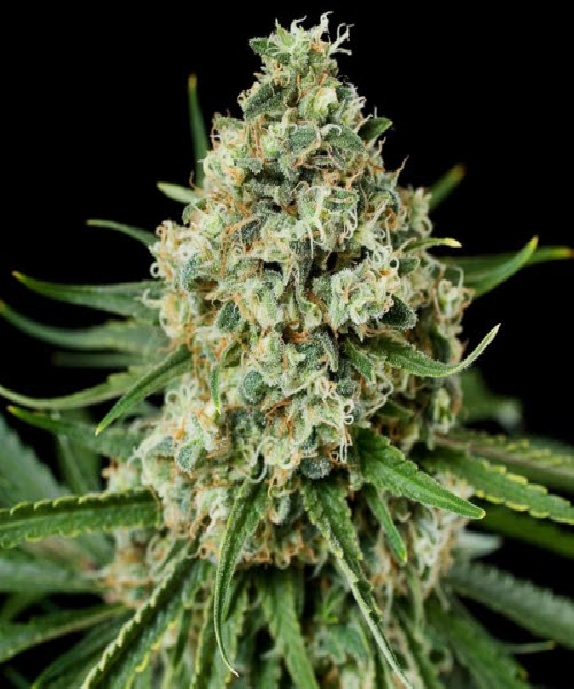 Critical Plus 2.0 Cannabis Seeds