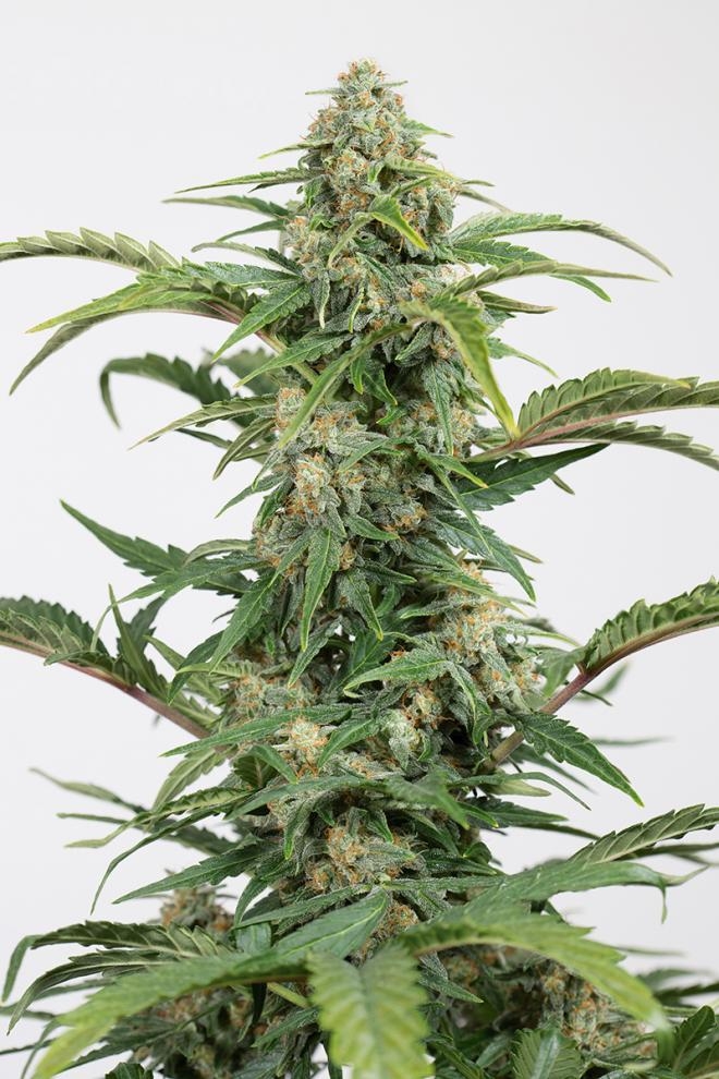 Dinamed CBD Auto Cannabis Seeds