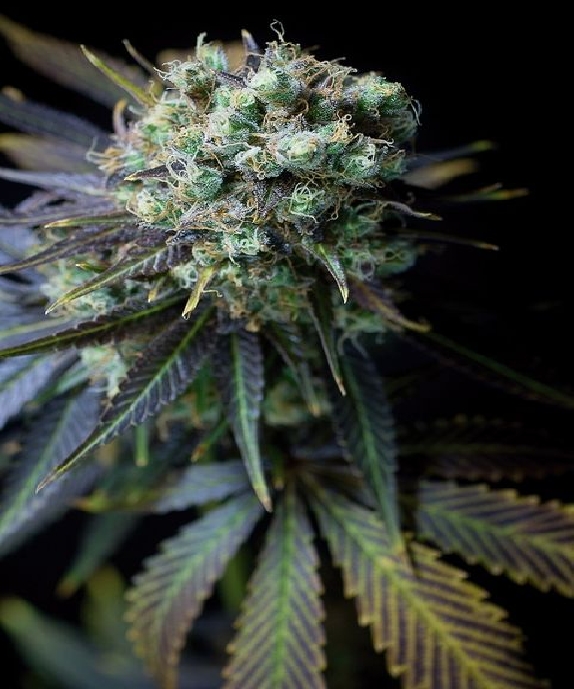 Dinamed CBD Cannabis Seeds