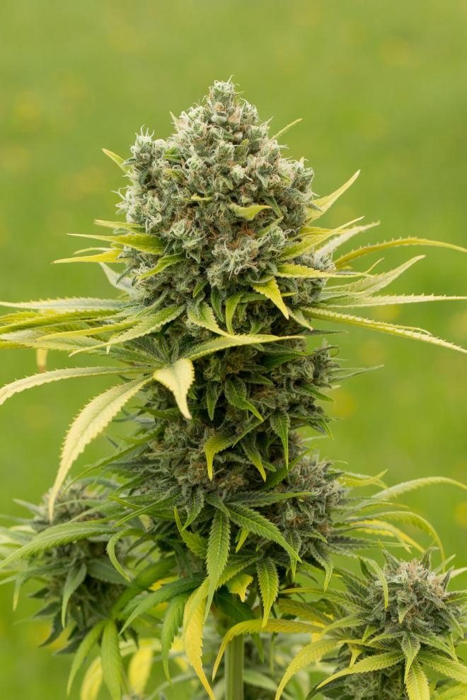 Dinamed CBD Plus Cannabis Seeds