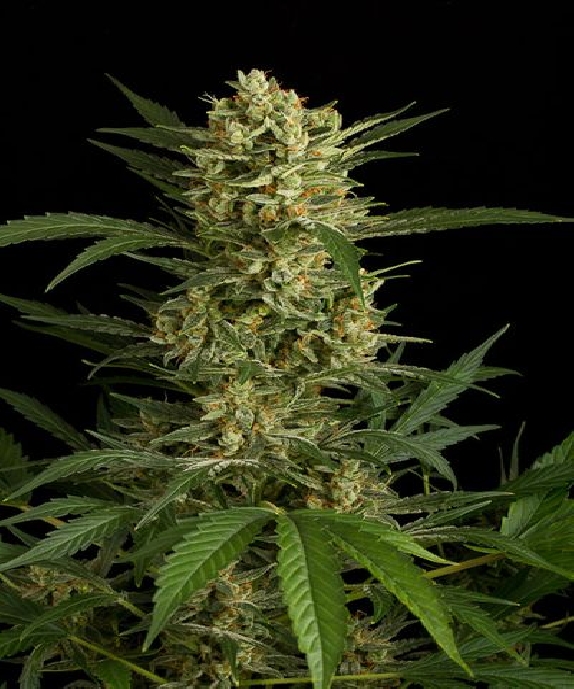 Amnesia Original Auto Cannabis Seeds