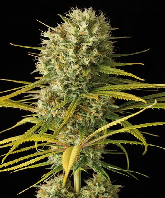 Amnesia Original Cannabis Seeds