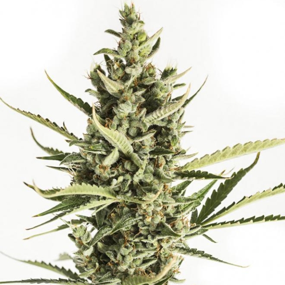 Amnesia XXL Auto Cannabis Seeds