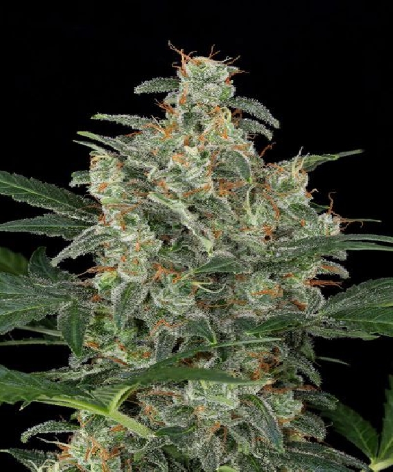 Automatic Cheese Cannabis Seeds