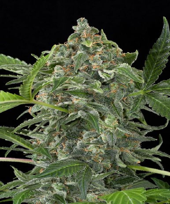 Automatic White Cheese Cannabis Seeds