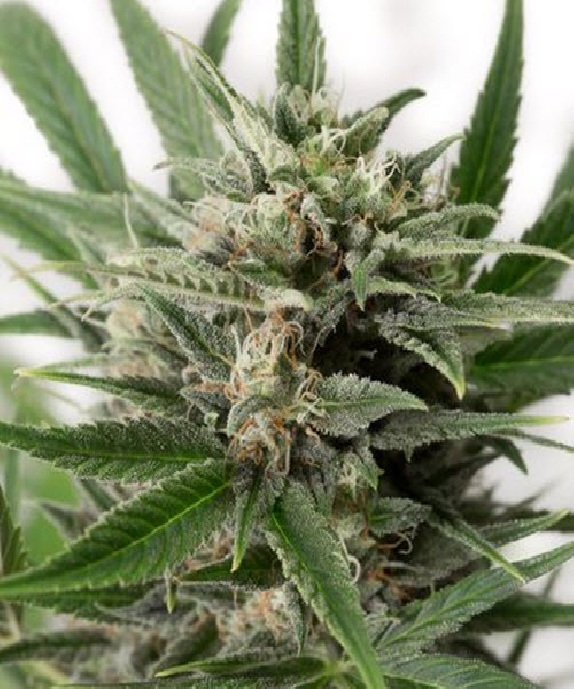 Blue Amnesia XXL Auto Cannabis Seeds