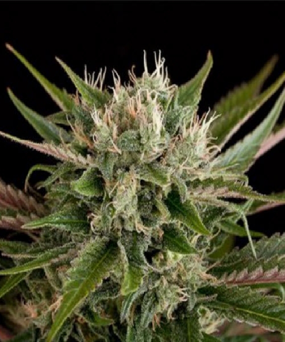 Blue Cheese Cannabis Seeds