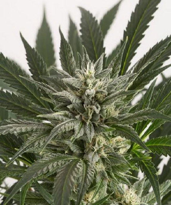 Blue Critical Auto Cannabis Seeds