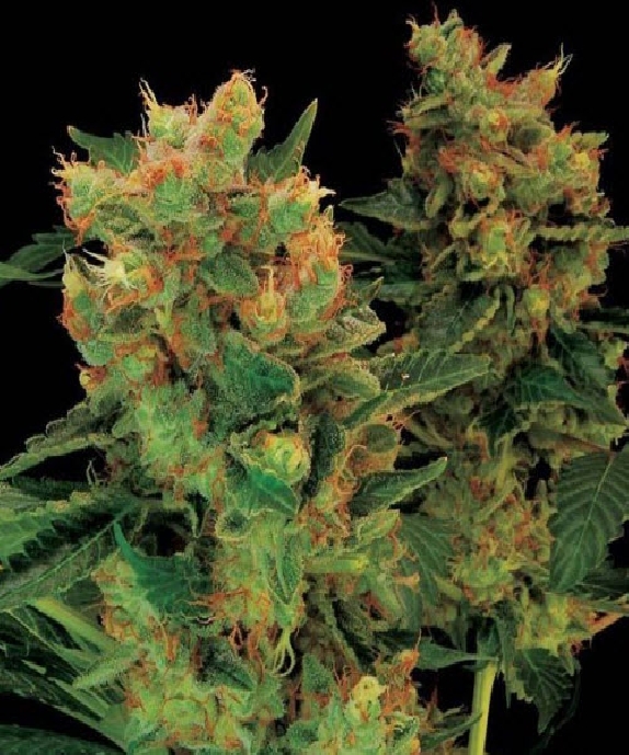 Blue Hash Cannabis Seeds