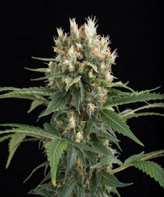 Blue Thai Cannabis Seeds