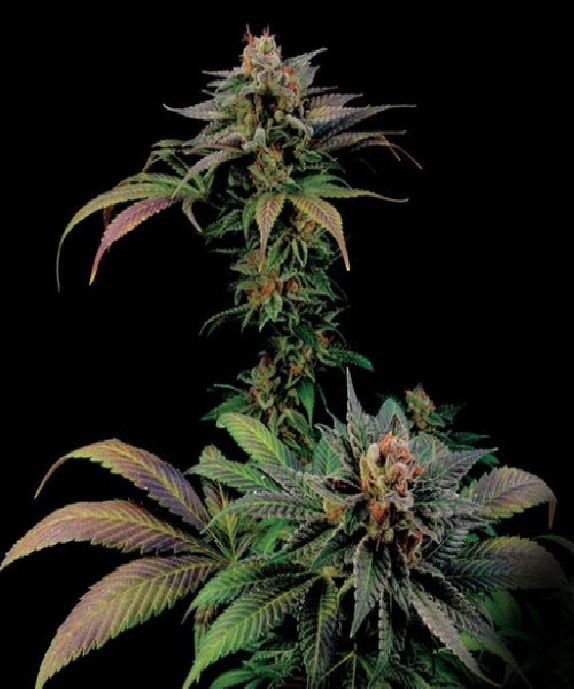 Blue Widow Cannabis Seeds