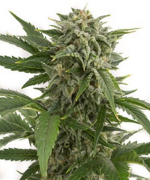 Bubba Kush Auto Cannabis Seeds