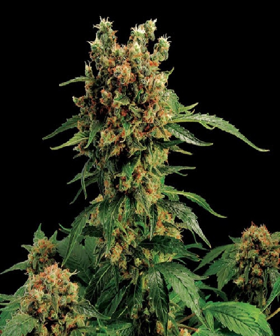 California Hash Plant Cannabis Seeds