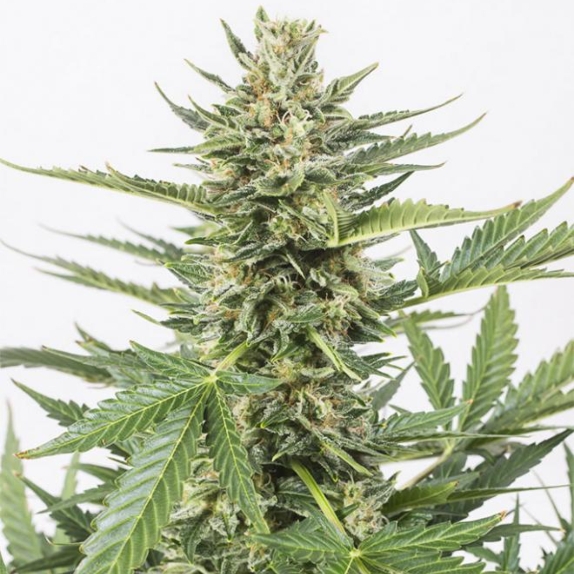 Cheese XXL Auto Cannabis Seeds