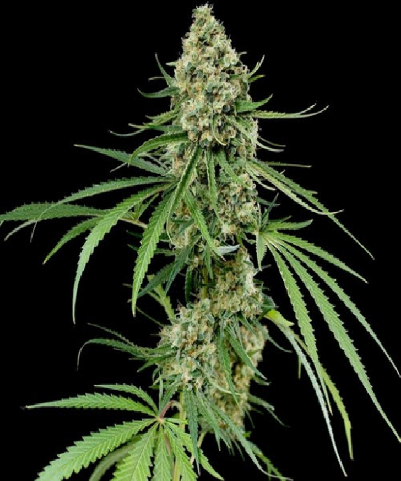 Critical + Cannabis Seeds