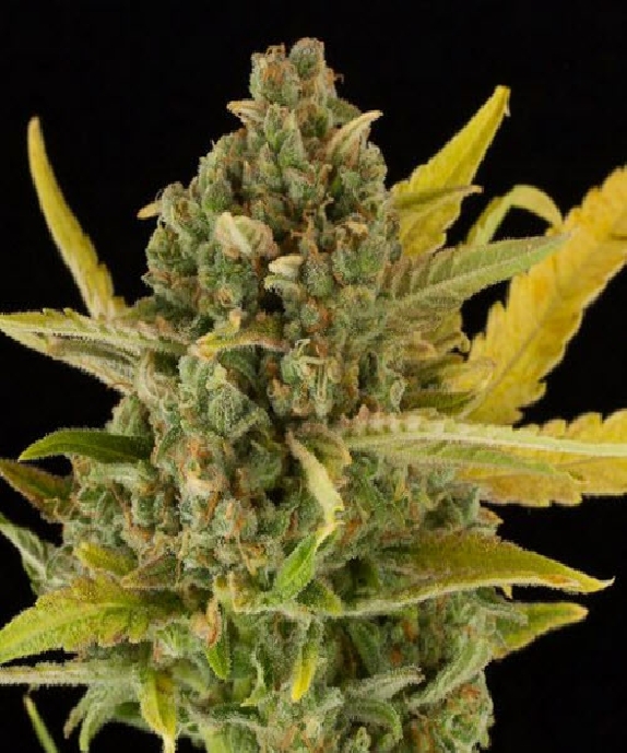 Critical Cheese Auto Cannabis Seeds