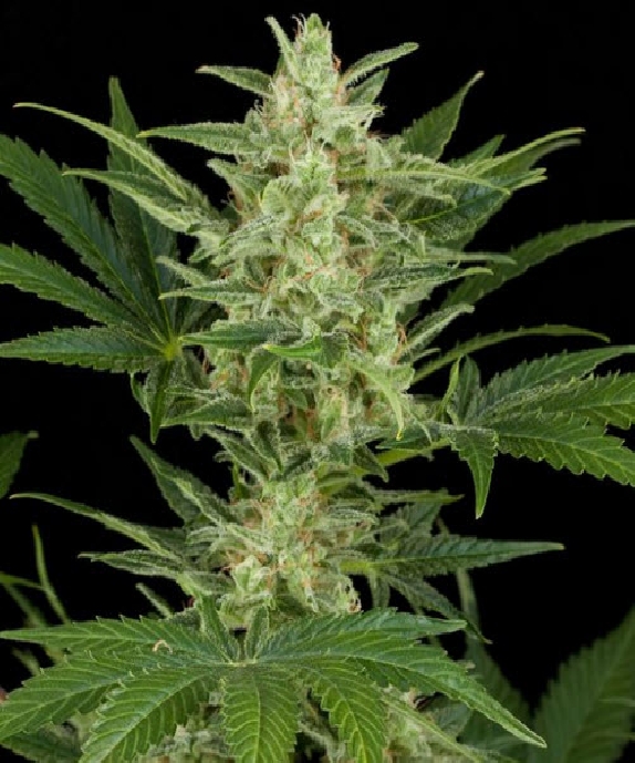 Critical Jack Auto Cannabis Seeds