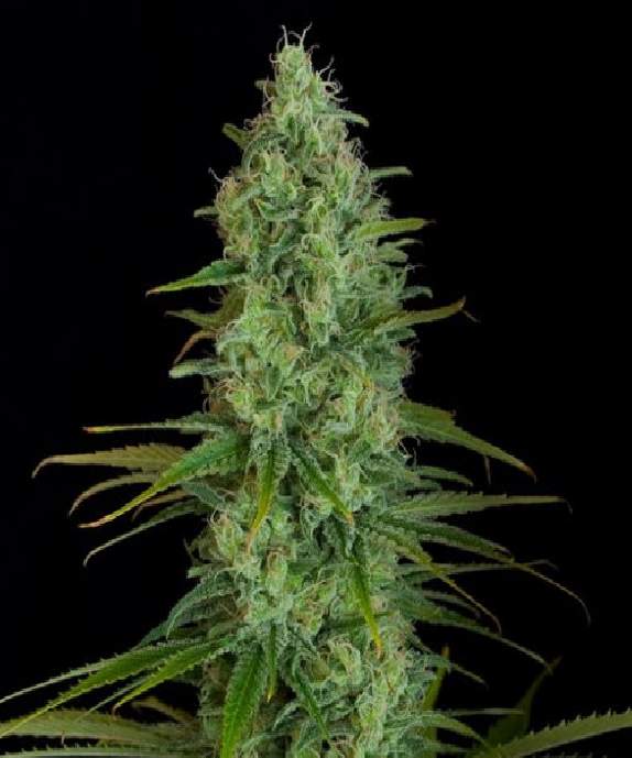 Critical Jack Cannabis Seeds