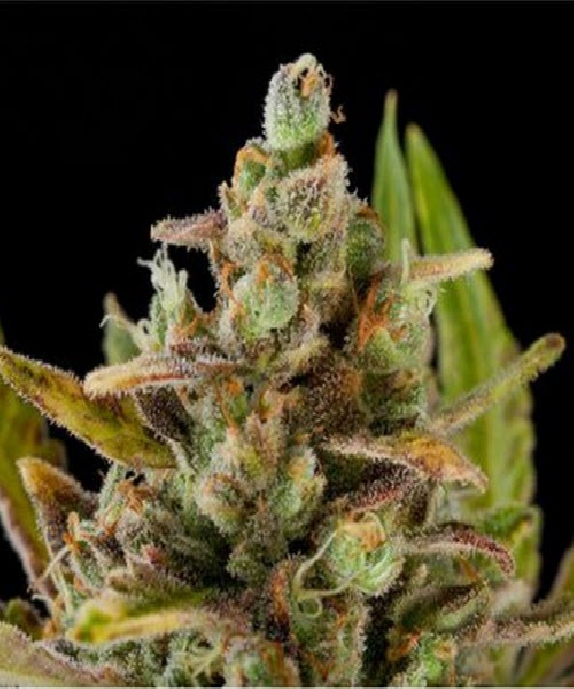 Critical Kush Cannabis Seeds