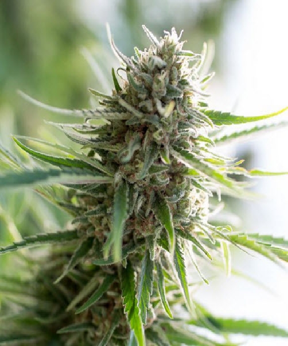 Critical Mass CBD Cannabis Seeds