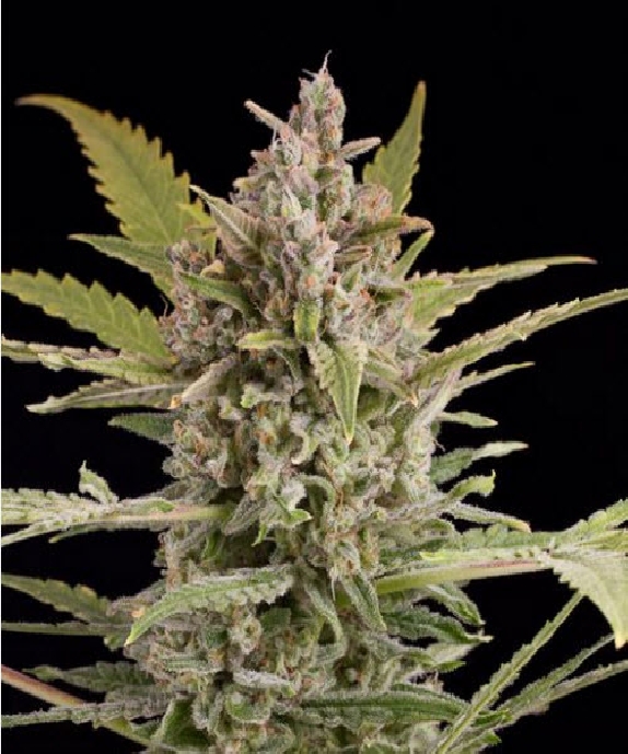 Critical Plus 2.0 Auto Cannabis Seeds