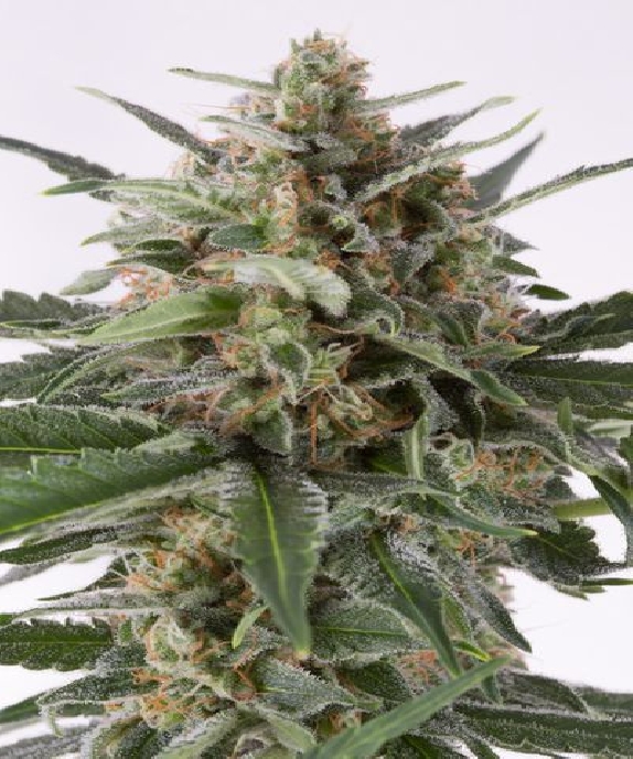 Critical + Automatic Cannabis Seeds